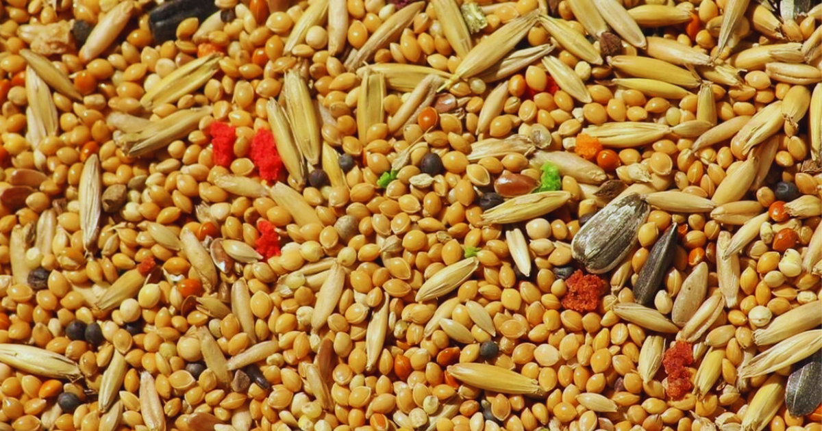 Govt comes out with action plan to promote millet export, value-added products of millets